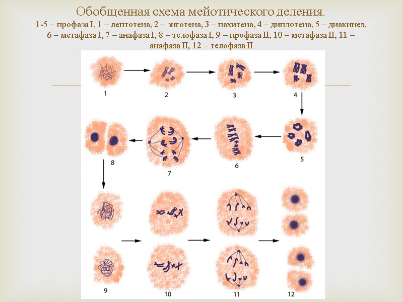 Обобщенная схема мейотического деления.  1-5 – профаза I, 1 – лептотена, 2 –